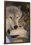 Gray Wolves Nuzzling-DLILLC-Framed Photographic Print