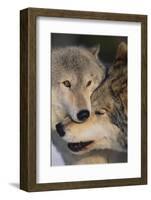 Gray Wolves Nuzzling-DLILLC-Framed Photographic Print