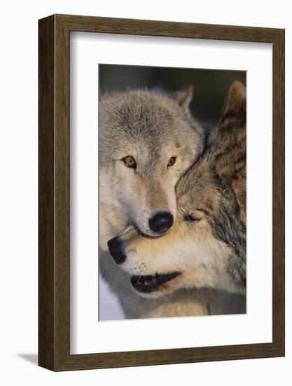 Gray Wolves Nuzzling-DLILLC-Framed Photographic Print