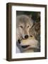 Gray Wolves Nuzzling-DLILLC-Framed Photographic Print