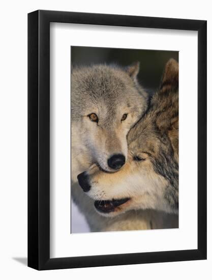 Gray Wolves Nuzzling-DLILLC-Framed Photographic Print