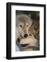 Gray Wolves Nuzzling-DLILLC-Framed Photographic Print