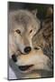 Gray Wolves Nuzzling-DLILLC-Mounted Photographic Print
