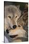 Gray Wolves Nuzzling-DLILLC-Stretched Canvas