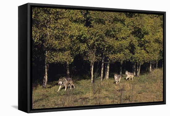 Gray Wolves Running by Forest-DLILLC-Framed Stretched Canvas