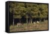 Gray Wolves Running by Forest-DLILLC-Framed Stretched Canvas