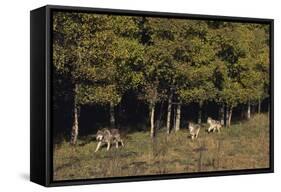 Gray Wolves Running by Forest-DLILLC-Framed Stretched Canvas