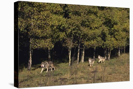 Gray Wolves Running by Forest-DLILLC-Stretched Canvas