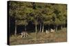 Gray Wolves Running by Forest-DLILLC-Stretched Canvas