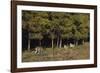 Gray Wolves Running by Forest-DLILLC-Framed Photographic Print