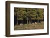 Gray Wolves Running by Forest-DLILLC-Framed Photographic Print