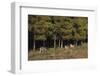 Gray Wolves Running by Forest-DLILLC-Framed Photographic Print