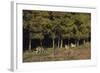 Gray Wolves Running by Forest-DLILLC-Framed Photographic Print