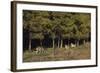 Gray Wolves Running by Forest-DLILLC-Framed Photographic Print