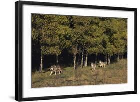 Gray Wolves Running by Forest-DLILLC-Framed Photographic Print