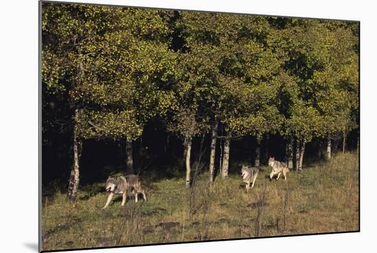 Gray Wolves Running by Forest-DLILLC-Mounted Photographic Print