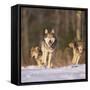 Gray Wolves Running on Snow-DLILLC-Framed Stretched Canvas