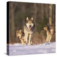 Gray Wolves Running on Snow-DLILLC-Stretched Canvas