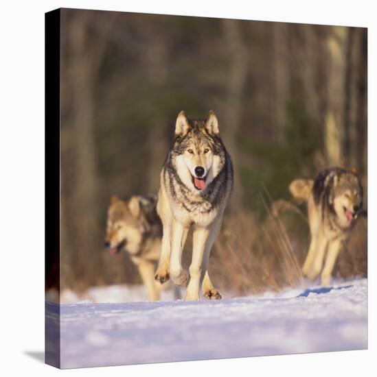 Gray Wolves Running on Snow-DLILLC-Stretched Canvas