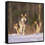 Gray Wolves Running on Snow-DLILLC-Framed Stretched Canvas