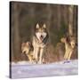 Gray Wolves Running on Snow-DLILLC-Stretched Canvas