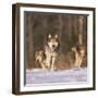 Gray Wolves Running on Snow-DLILLC-Framed Premium Photographic Print