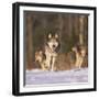 Gray Wolves Running on Snow-DLILLC-Framed Premium Photographic Print