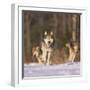 Gray Wolves Running on Snow-DLILLC-Framed Premium Photographic Print