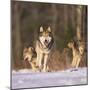 Gray Wolves Running on Snow-DLILLC-Mounted Premium Photographic Print