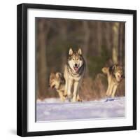 Gray Wolves Running on Snow-DLILLC-Framed Photographic Print