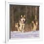 Gray Wolves Running on Snow-DLILLC-Framed Photographic Print