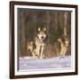 Gray Wolves Running on Snow-DLILLC-Framed Photographic Print