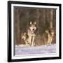 Gray Wolves Running on Snow-DLILLC-Framed Photographic Print