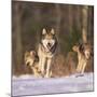 Gray Wolves Running on Snow-DLILLC-Mounted Photographic Print
