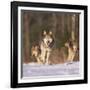 Gray Wolves Running on Snow-DLILLC-Framed Photographic Print