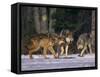 Gray Wolves Showing Submission-DLILLC-Framed Stretched Canvas