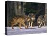Gray Wolves Showing Submission-DLILLC-Stretched Canvas