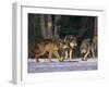 Gray Wolves Showing Submission-DLILLC-Framed Photographic Print