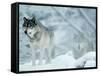 Gray Wolves Standing in Snowstorm-Lynn M^ Stone-Framed Stretched Canvas