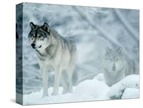 Gray Wolves Standing in Snowstorm-Lynn M^ Stone-Stretched Canvas