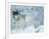 Gray Wolves Standing in Snowstorm-Lynn M^ Stone-Framed Photographic Print