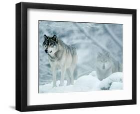 Gray Wolves Standing in Snowstorm-Lynn M^ Stone-Framed Photographic Print