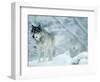 Gray Wolves Standing in Snowstorm-Lynn M^ Stone-Framed Photographic Print