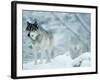 Gray Wolves Standing in Snowstorm-Lynn M^ Stone-Framed Photographic Print