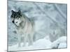 Gray Wolves Standing in Snowstorm-Lynn M^ Stone-Mounted Photographic Print