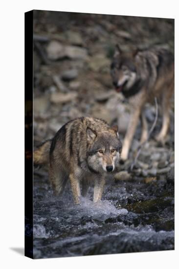 Gray Wolves Walking in River-DLILLC-Stretched Canvas