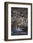 Gray Wolves Walking in River-DLILLC-Framed Photographic Print