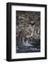 Gray Wolves Walking in River-DLILLC-Framed Photographic Print