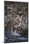 Gray Wolves Walking in River-DLILLC-Mounted Photographic Print