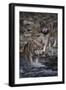 Gray Wolves Walking in River-DLILLC-Framed Photographic Print